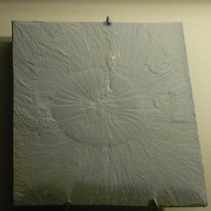 Anomalocaris canadensis mouth disc