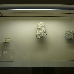 Gerospina schachti and Ellipsocephalus hoffi