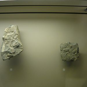 Ellipsocephalus hoffi