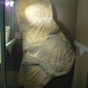 Acadoparadoxides briareus