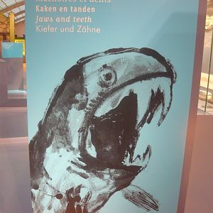 Screaming Dunkleosteus