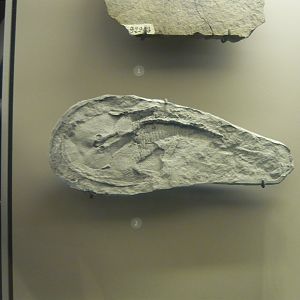 Zenaspis cf. Z. powriei