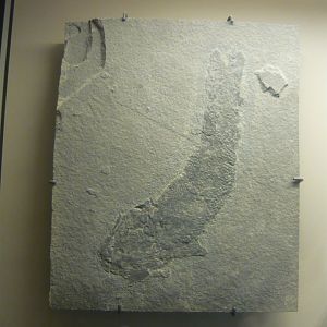 Gyroptychius agassizi