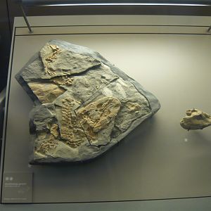 Acanthostega gunnari