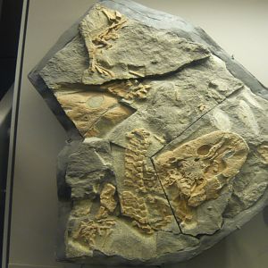 Acanthostega gunnari