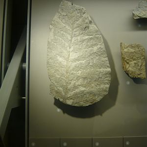 Archaeopteris roemeriana