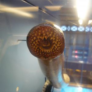 Lamprey mouth