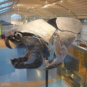 Dunkleosteus skull