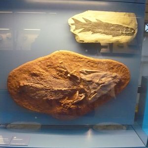 Eusthenopteron foordi and Tiktaalik roseae
