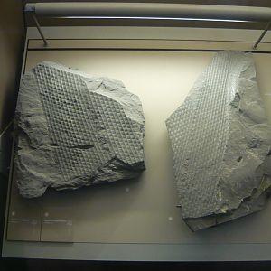 Sigillaria elegans and S. mamillaris