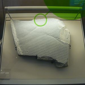 Lepidodendron aculeatum