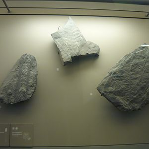 Ulodendron ophiurus and Sphenopteris hoeninghausii