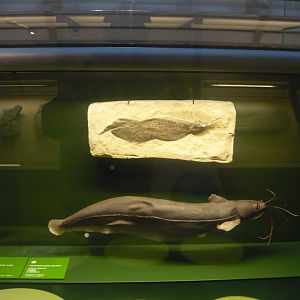 Scaumenacia curta and Heteropneustes fossilis