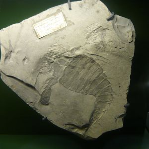 Eurypterus lacustris