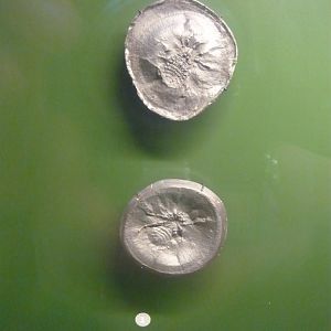 Eophrynus prestvicii