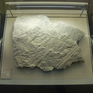 Alethopteris decurrens