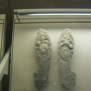 Archegosaurus decheni