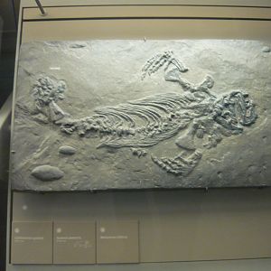 Callibrachion gaudryi