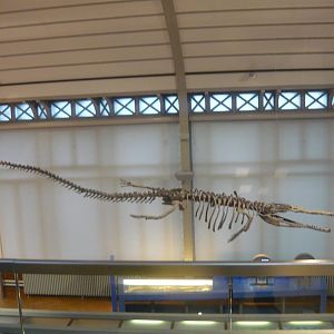 Machimosaurus skeleton