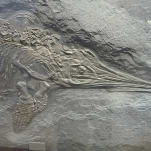Stenopterygius