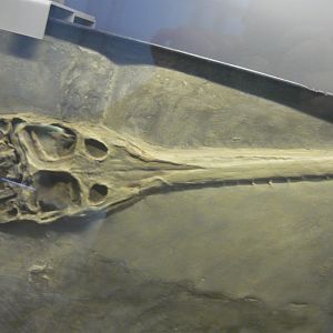 Steneosaurus