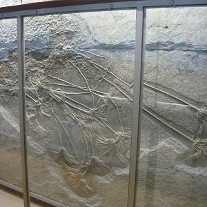 Fossil crinoids