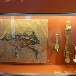 Horse evolution exhibit