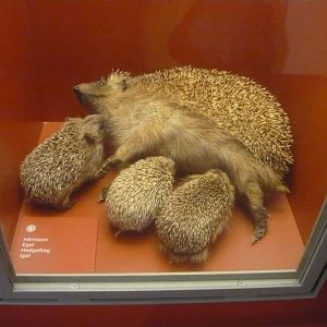 Hedgehogs
