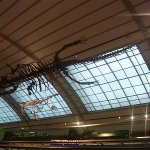 Machimosaurus and plesiosaur skeletons