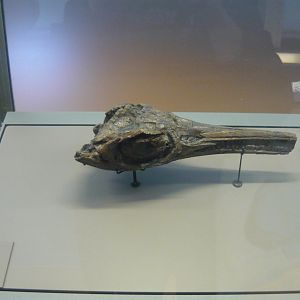 Stenopterygius sp. skull
