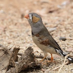 Timor zebra finch