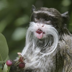 Emperor tamarin