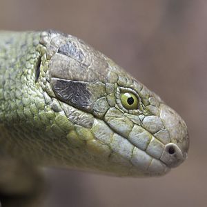 Prehensile-tailed skink