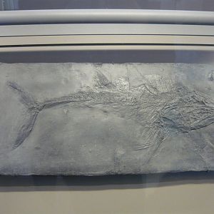 Pachycormus macropterus