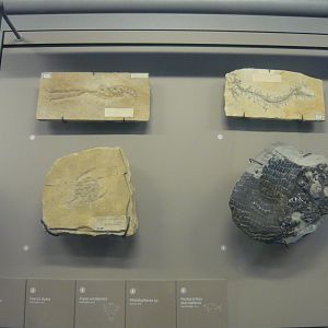 Late Jurassic marine life