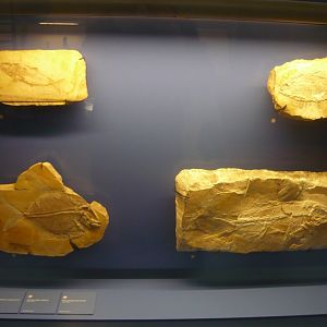 Late Jurassic fishes