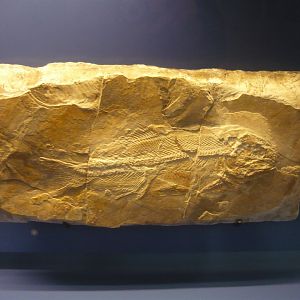 Proscinetes bernardi