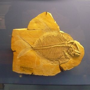 Lehmanophorus segusianus