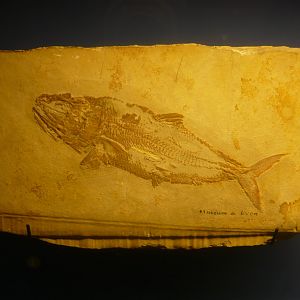 Pholidophoristion ovatus