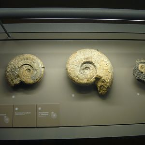 Ammonites