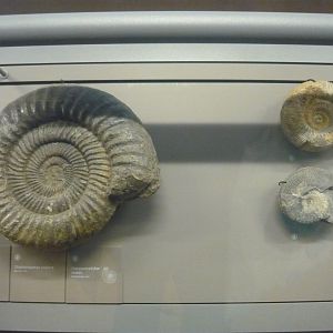 Ammonites