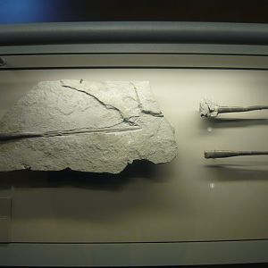 Salpingoteuthis tubularis