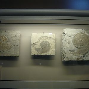 Harpoceras falciferum