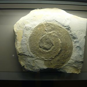 Harpoceras falciferum