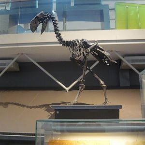 Gastornis skeleton