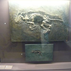 Kopidodon macrognathus and Macrocranion tupaiodon