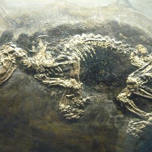 Kopidodon macrognathus