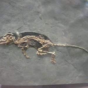 Macrocranion tupaiodon