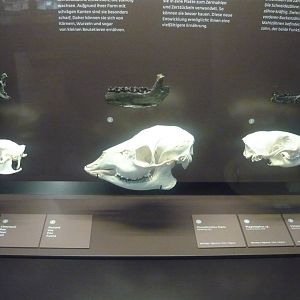 Rodents, Ungulates and Carnivorans