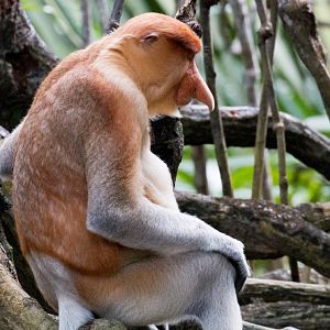 Proboscis Monkey